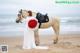 A woman in a white dress standing next to a horse on the beach.